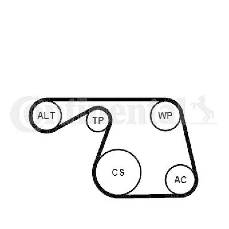 CONTINENTAL CTAM Wasserpumpe + Keilrippenriemensatz